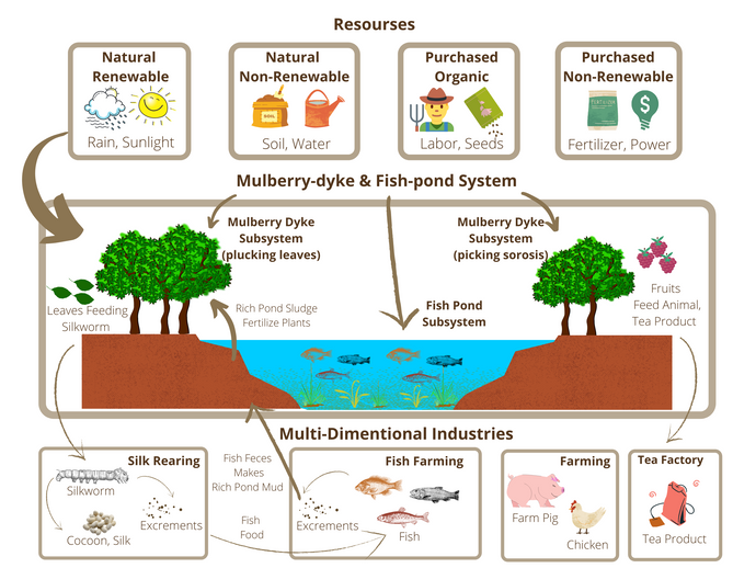 Mulberry-Dyke and Fish-Pond System (A Self-Sustainable Eco-Agriculture System That Brings Harmony Between Ecology And Economy)