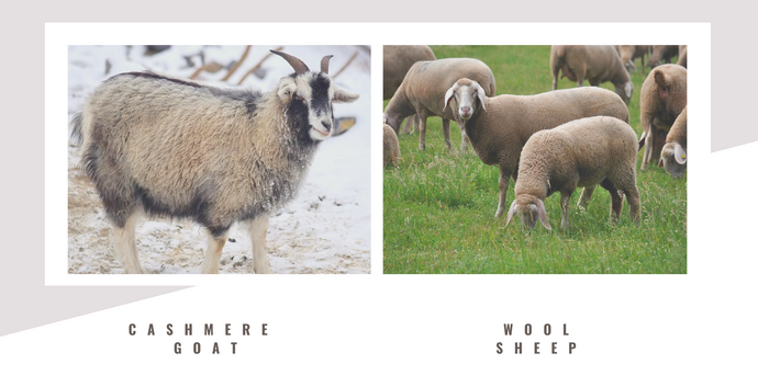 How To Tell The Difference Between Cashmere And Wool?
